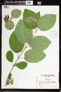 Media resource of Viburnum lantana