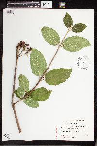 Viburnum lantana image