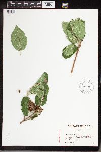 Viburnum lantana image