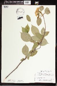 Viburnum lentago image