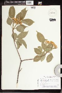 Viburnum lentago image