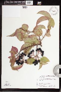 Viburnum lentago image