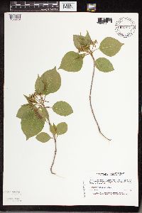 Viburnum lentago image