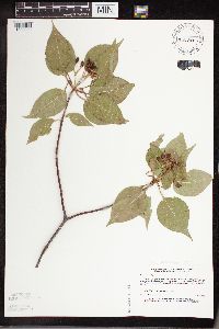 Viburnum lentago image