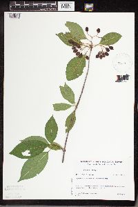Viburnum lentago image