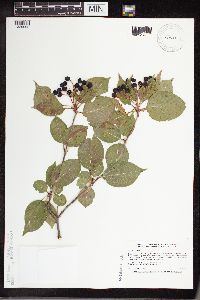 Viburnum lentago image