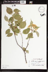 Viburnum lentago image