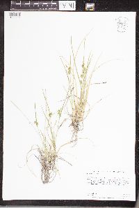 Carex viridula subsp. viridula image