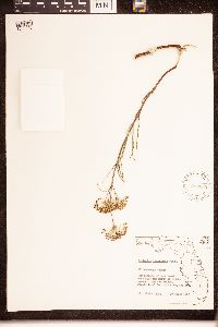 Asclepias longifolia image