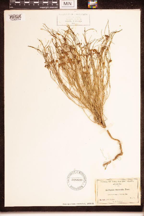 Asclepias macrotis image