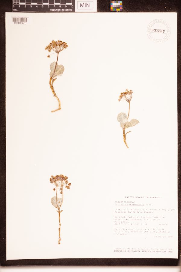 Asclepias nummularia image