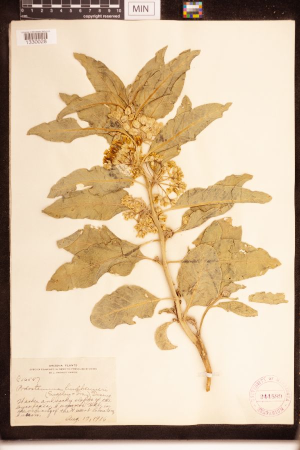 Asclepias nyctaginifolia image