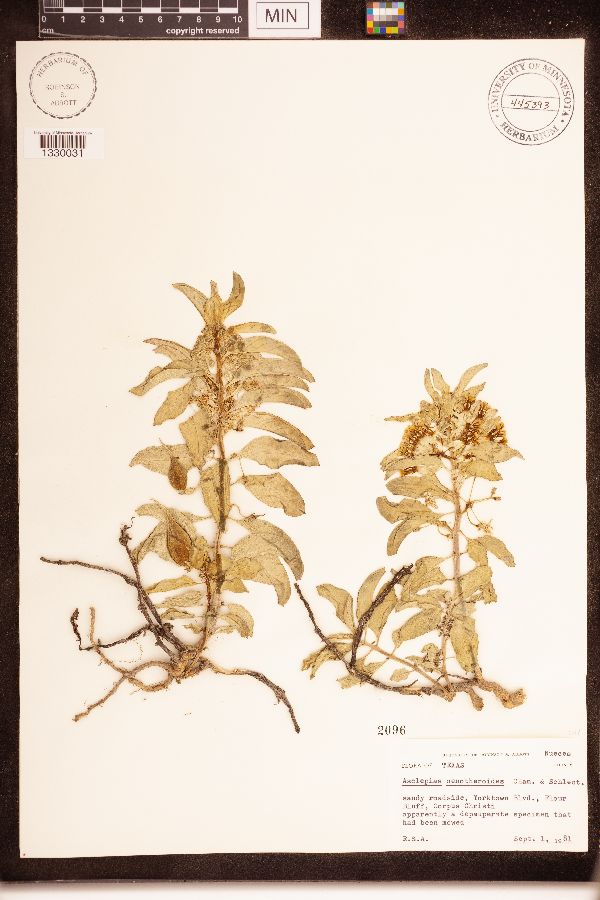 Asclepias oenotheroides image