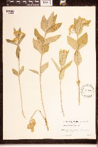 thumbnail image of current specimen
