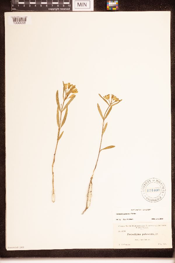 Asclepias pedicellata image