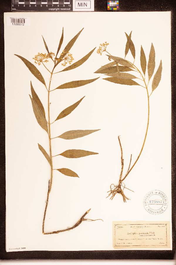 Asclepias perennis image