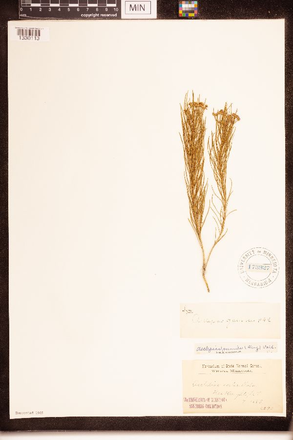 Asclepias pumila image