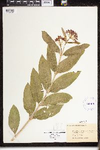 Asclepias purpurascens image