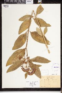 Asclepias purpurascens image
