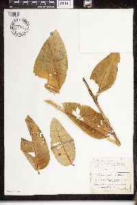 Asclepias purpurascens image