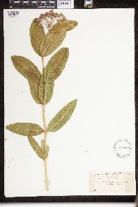 Asclepias purpurascens image
