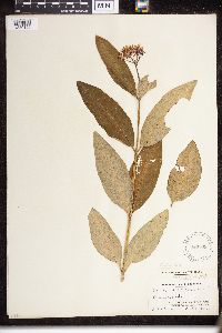 Asclepias purpurascens image