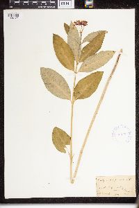 Asclepias purpurascens image