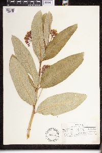 Asclepias purpurascens image