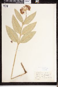 Asclepias purpurascens image