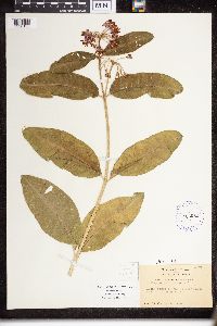 Asclepias purpurascens image