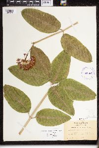 Asclepias purpurascens image