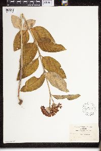 Asclepias purpurascens image