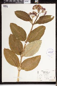Asclepias purpurascens image