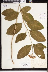 Asclepias purpurascens image