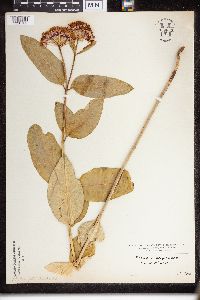 Asclepias purpurascens image