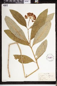 Asclepias purpurascens image