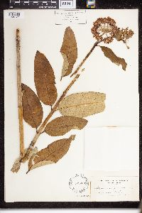 Asclepias purpurascens image