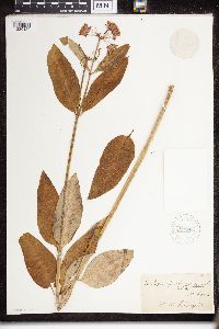 Asclepias purpurascens image