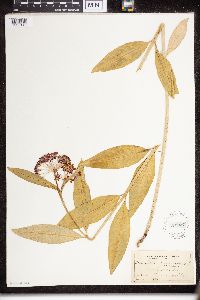 Asclepias purpurascens image