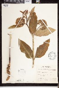 Asclepias purpurascens image