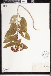 Asclepias purpurascens image