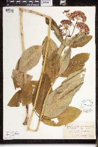 Asclepias purpurascens image