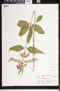 Asclepias purpurascens image