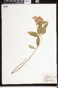 Asclepias purpurascens image