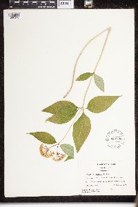 Asclepias purpurascens image