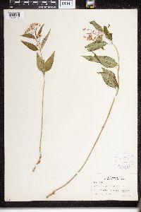 Asclepias purpurascens image