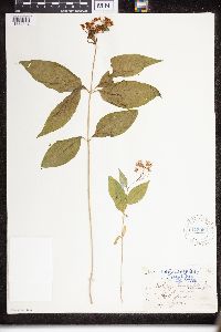 Asclepias purpurascens image