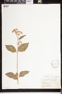 Asclepias purpurascens image