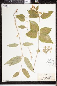 Media resource of Asclepias quadrifolia
