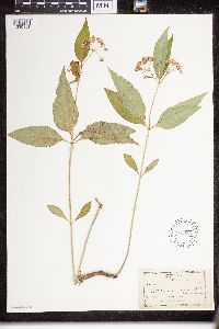 Asclepias purpurascens image